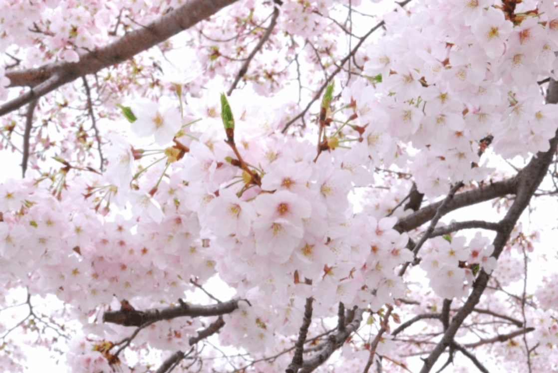 お花見しながら味わいたい 春の和菓子特集のアイキャッチ画像
